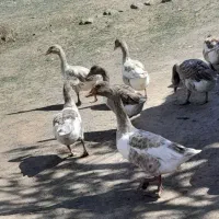 غاز محلی|حیوانات مزرعه|انگوت, |دیوار