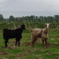 بز شه شیره تی بز جوان