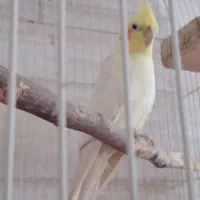 عروس هلندی نر