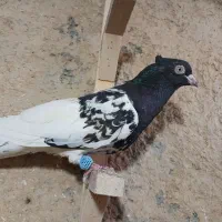 کبوتربهبهانی نروماده
