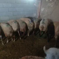 گوسفنده زنده همراه با قصاب  یافت اباد