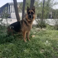 سگ ژرمن