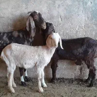 بز اسرائیلی اصل