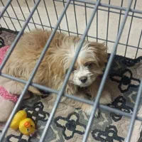 تصویر بالا (توله)