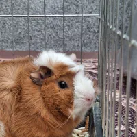 خوکچه هندی|موش و خرگوش|ارومیه, |دیوار