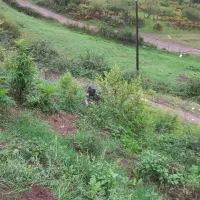 فروش. سگ نگهبان ماده|سگ|آستارا, |دیوار