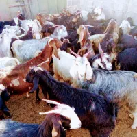 بز آبستن|حیوانات مزرعه|شیراز, حسن آباد|دیوار