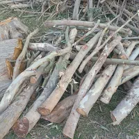 خرید انواع درخت باغی توت انجیر اکالیپتوس