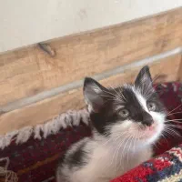 واگذاری فوری گربه|گربه|رشت, معلم|دیوار