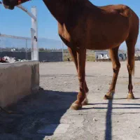 مادیان عرب ترکیه|اسب و تجهیزات اسب‌سواری|کشکسرای, |دیوار