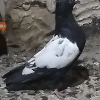 سینه ای . مگس آلمانی.  زاغ کرمانی