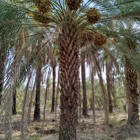 فروش زمین کشاورزی حاجی اباد معدنوییه