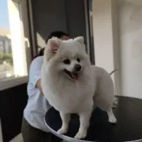 اصلاح و پیرایش حیوانات خانگی