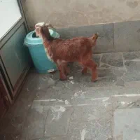 بز غاله|حیوانات مزرعه|بیجار, |دیوار