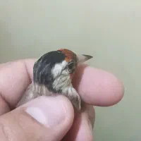 دوعدد سهره داغسر|پرنده|قرچک, مهدیه|دیوار