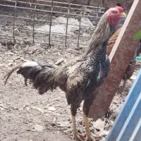 میله بارفیکس ودوکاردمراغه