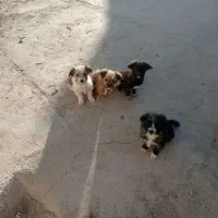 توله های میکس تریر و پامر|سگ|دامغان, |دیوار