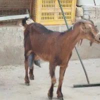 بزالپاین