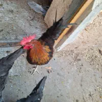 مرغ و خروس کاکی