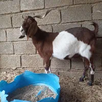 بز نجدی دوقلوزا|حیوانات مزرعه|شادگان, |دیوار