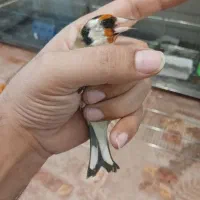 سهره جوجه سال