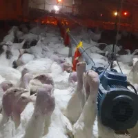 بوقلمون بیوتی|حیوانات مزرعه|همدان, |دیوار