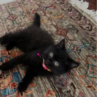 گربه اسکاتیش بریتیش|گربه|پرند, فاز ۴|دیوار