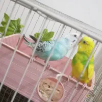 مرغ عشق جفت