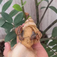 دوعدد حلزون مولد