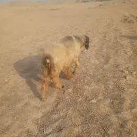 قوچ2عدد