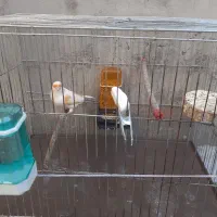 قناری نر مست|پرنده|دینور, |دیوار