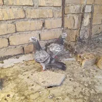 کبوتر پرشی بشرط