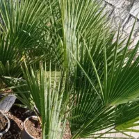 فروش انواع درخت های باغی باغچه ای آپارتمانی|گل و گیاه طبیعی|رامهرمز, |دیوار