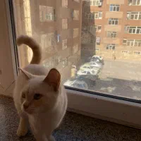 واگذاری گربه بریتیش|گربه|بندرعباس, |دیوار