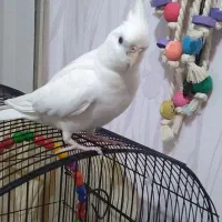 جفت عروس هلندی|پرنده|فردیس, شهرک ناز|دیوار