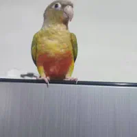 طوطی گرینجیک اهلی|پرنده|ارومیه, |دیوار