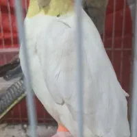 عروس هلندی مولد