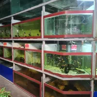 اکواریوم ماهی اب شور دیسکس ابشور انجل گوپی|ماهی|شیراز, گود عربان|دیوار