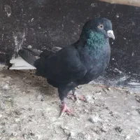 نر زاغ دمسفید|پرنده|قم, پردیسان|دیوار