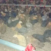 فروش جوجه مرغ و خروس محلی نژاد اصل|حیوانات مزرعه|مرودشت, بیست متری بیمارستان|دیوار