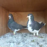 کبوتر|پرنده|شیراز, داریون|دیوار