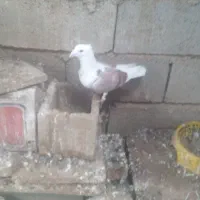 فروش کبوتر|پرنده|نی‌ریز, |دیوار