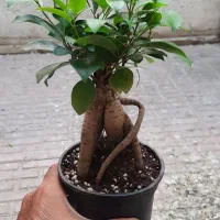 بونسای جینسینگ و بامبو لوتوس