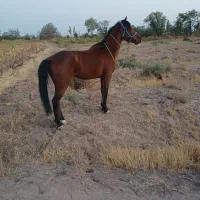 اسب|اسب و تجهیزات اسب‌سواری|قزوین, |دیوار