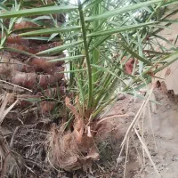 جونگ هلیله ای|گل مصنوعی|فهرج, |دیوار