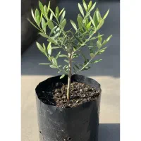 فروش نهال زیتون تضمینی ، مناسب کاشت|گل و گیاه طبیعی|خمیر, |دیوار