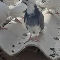 کبوتر|پرنده|شهریار, شهرک امیریه|دیوار