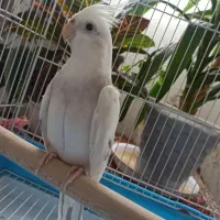 عروس آلبینو نر فوق‌العاده به شرط|پرنده|اصفهان, شهرک کاوه|دیوار