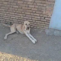 سگ الابای سرکله دار|سگ|سبزوار, ابارش|دیوار