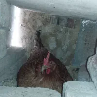 مرغ کرچ یاکرک